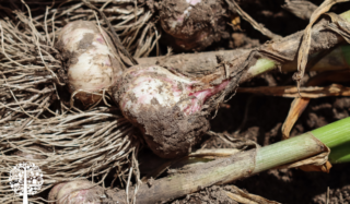 To Cure Garlic Or Eat It Fresh Out Of The Garden?