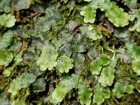 Liverwort could have medicinal benefits of cannabis THC — without the high