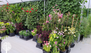 Confessions of a UK Hydro Store: Plantasia