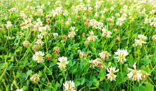 The Four-Leaf Clover of Sustainable Lawns