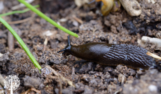 Getting In Tune: Keys to Succeed at Integrated Pest Management