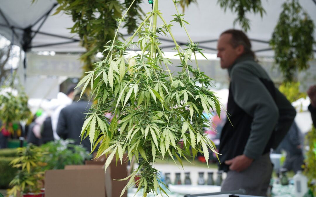 Advocacy group calls on Vancouver to ’embrace’ cannabis tourism after 4-20 ‘debacle’