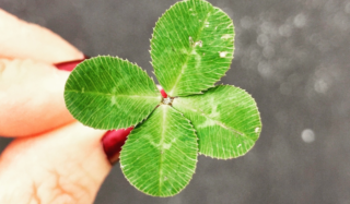 A woman's hand with red painted nails holding a four-leaved clover