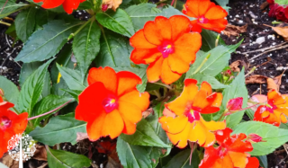 Bright orange SunPatiens with green leaves.