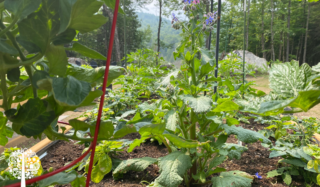 Borage in the foreground with a dramatic forest landscape in the background.