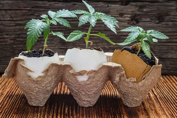 Q&A with Oana Cappellano of Eggs Canna: a look at the past decade in cannabis retail