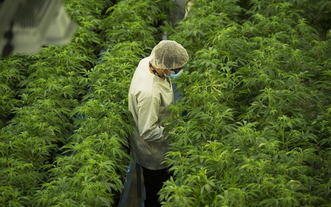Canopy Growth names Luc Mongeau as the cannabis company’s next CEO