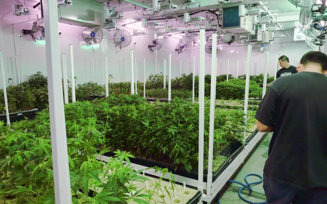 A decision on a major policy shift on marijuana won’t come until after the presidential election