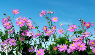 Plant Of The Month: Fall Anemones Are A Whimsical And Lovely September Perennial
