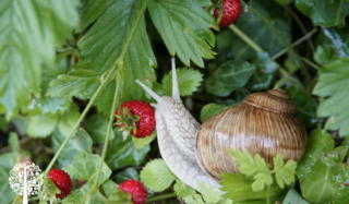 Strategies for Gardening with Climate Change