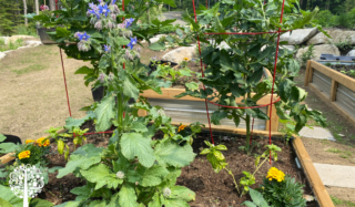 Organic-Regenerative Gardeners, Here’s The Buzz About Borage
