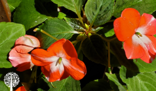 Adding Splashes Of Color To The Garden And Containers With Impatiens