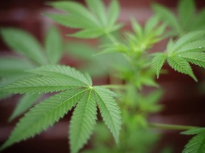 Medical cannabis increases quality of life in patients with chronic diseases: Study