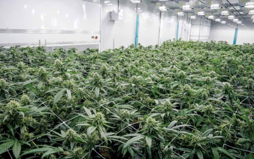 MediPharm plans to sell ABcann facility to Kensana Health in cash deal
