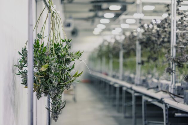 Reflections on the Cannabis Act Legislative Review’s Final Report, Part 2