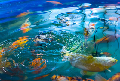 Cannary Limited announces international merger with Aqualitas Inc.