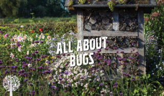 Helping out the plight of our pollinators is on trend for 2024.
