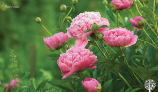 A Garden That Lasts a Century!