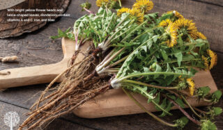 The Backyard Harvest: Foraging for Wild, Edible Greens