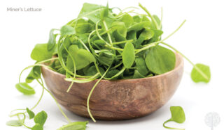 Miner's Lettuce overflowing in a bowl.
