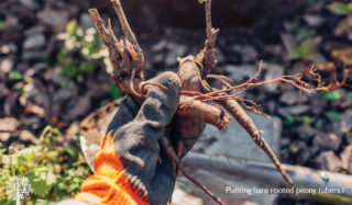 Bare roots are sustainable