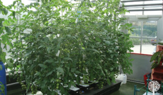 Rockwool producing super plants.