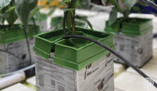 Rockwool And The Hydroponic Garden: The King Of All Substrates?