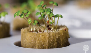 Rockwool providing insulation for plant.