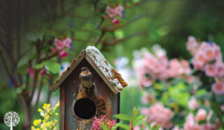 How To Attract Birds To The Garden Without Using A Feeder