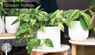Sleep Easy With These Plants Perfect For The Bedroom