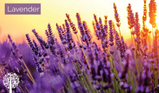 sweet scent of lavender helps anyone fall asleep