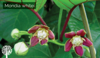Breath easy with this plant in any room, including the bedroom