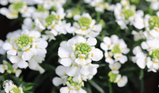 Plant of the Month: Candytuft Blooms in April and Offers Early Season Food for Pollinators