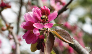 attracting pollinators