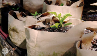 growing in small spaces