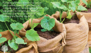 soil impacts quality of growth