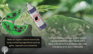 what to do to prevent aphids