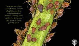 How To Prevent And Cure Aphid Infestations