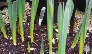 Plant of the Month: Daffodils Are A Sure Sign Of Spring