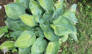 Edimental Gardening: Why Hostas Deserve Some Growing Space