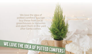 Potted conifers are a winner when it comes to selecting an evergreen