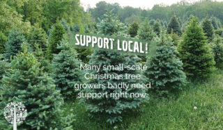 Tips For Finding The Perfect Christmas Tree