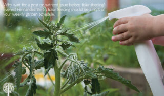 Have You Thought About Foliar Feeding? Why The Garden Loves It