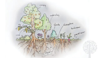 Boosting Food Sovereignty And Community Growth With Food Forests
