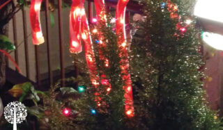 Candy canes in the garden
