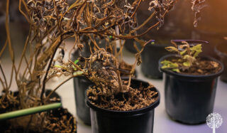 Dead plants