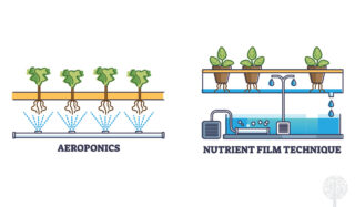 Nutrients and timing