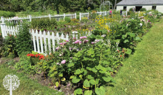 Vegetable gardens