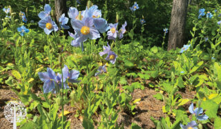 Exotic blue poppies