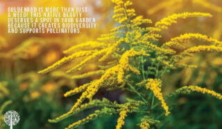 Plant of the Month: Goldenrod Is More Than Just A Weed